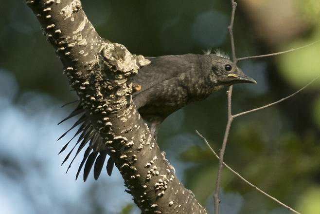 기지개를 켜면서 날개 운동을 한다.