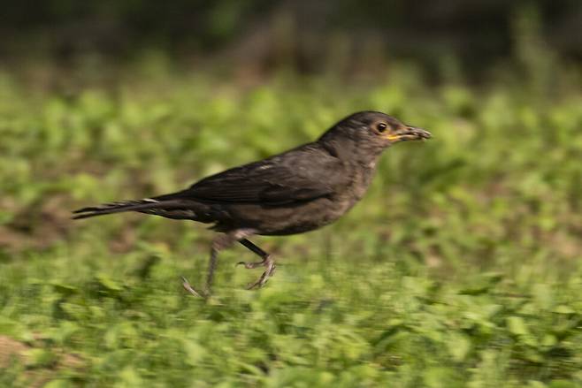정지하고 있다가 달음박질하는 대륙검은지빠귀의 사냥법.