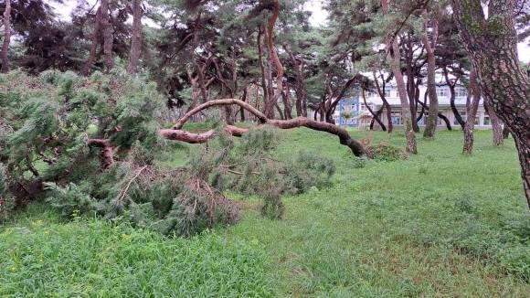 금당실 송림에서 나무가 쓰러진 모습. 문화재청 제공