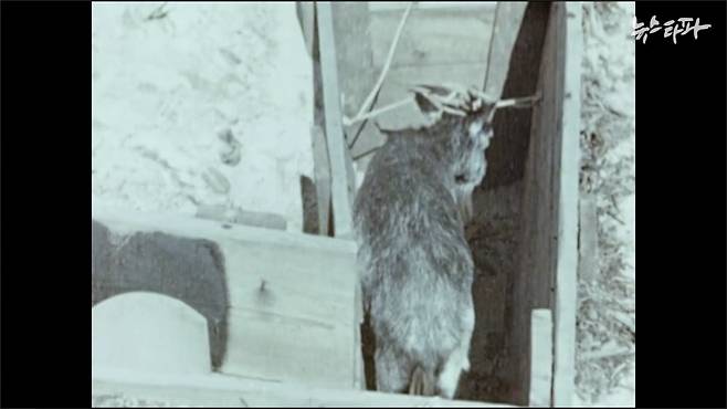 ▲ 1944년 6월 촬영된 네이팜탄 투하 실험 영상 중 살아 있는 염소를 목표물에 배치하는 장면