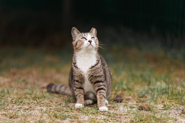 컨테이너를 벗어나 야외에서 시간을 보내고 있는 마라도 출신 고양이의 모습. 유기동물 없는 제주네트워크 제공
