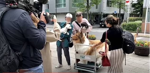 지난 7월21일 유튜브 채널에 공유된 영상은 한 공원에서 일본인 행인들이 콜리 의상을 입은 사람에게 관심을 보이는 모습을 보여준다. / 사진=나는 동물이 되고 싶다 유튜브