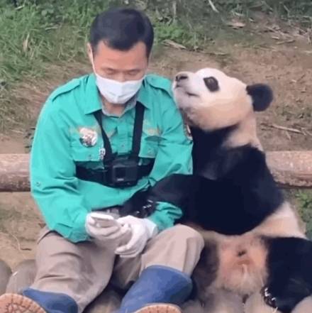 강철원 사육사와 푸바오의 '팔짱 데이트' 영상 /사진=유튜브 채널 '에버랜드' 캡처
