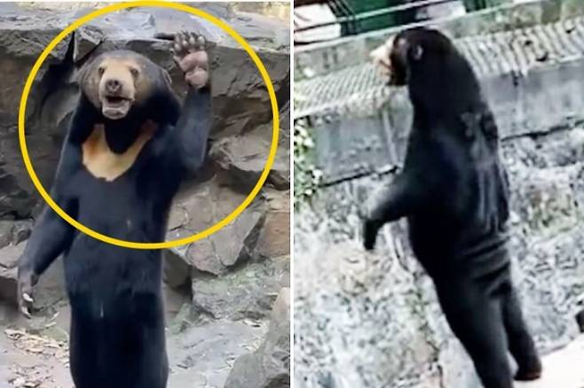 중국 항저우동물원에서 촬영된 말레이곰의 영상. 곰의 탈을 쓴 사람이 아니냐는 의혹이 불거지자 전문가들이 나섰다