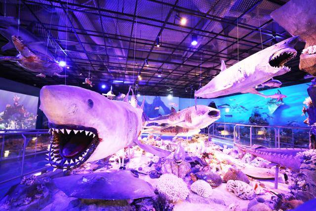 땅끝해양자연사박물관에 전시된 상어류 표본. ⓒ박준규