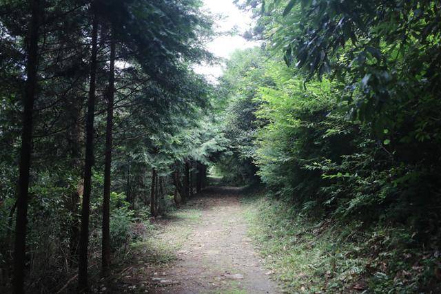 달마고도 4코스 몰고리재~미황사 구간 숲길. ⓒ박준규
