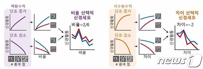 수량 비교 기능 세포의 발생 원리.(KAIST 제공)/뉴스1