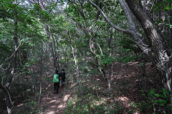 대낮이지만 나무가 빛을 가려 어쩐지 스산한 분위기다.