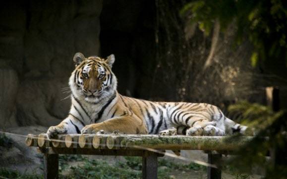 (사진=서울대공원 제공)