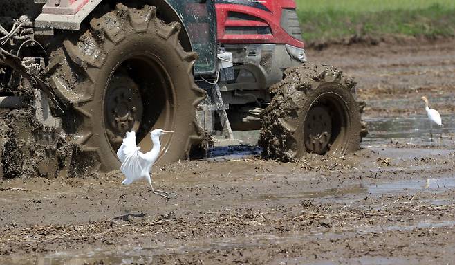전남 나주시 노안면 들녘에서 백로와 황로가 먹이활동하고 있다.(사진=연합뉴스)