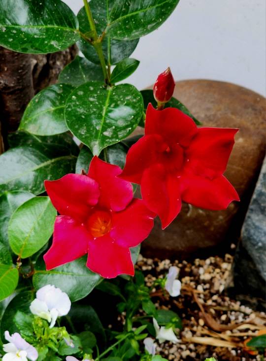 서울 서대문구 교회 앞 화단에 피어있는 ‘서양 나팔꽃’ 만데빌라 붉은 꽃. 녹색잎과 조화를 이룬다. 6월 14일 촬영.