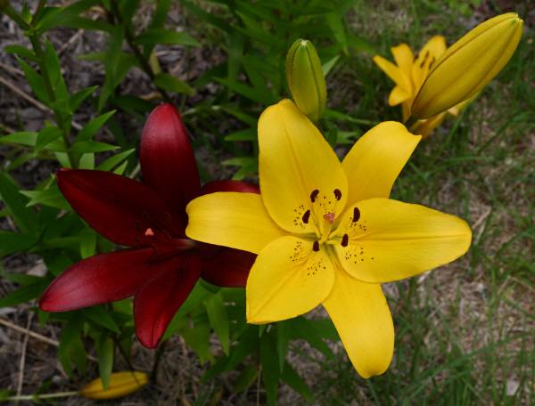 백합의 꽃말은 색에 따라 조금씩 다릅니다. 사진의 빨간백합은 ‘열정적인 사랑’ ,노란백합은‘유쾌한 사랑’ 입니다.