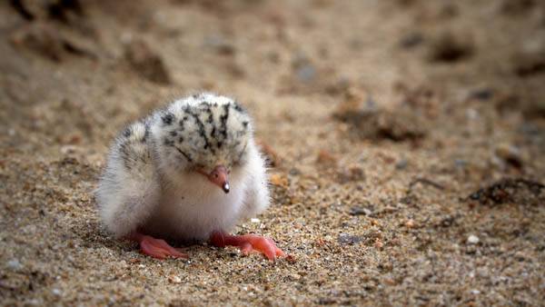 수라갯벌 인근 흙빛 바닥에서 주먹보다 작은 쇠제비갈매기 유조가 어미를 기다리고 있다. / 황윤 감독 제공
