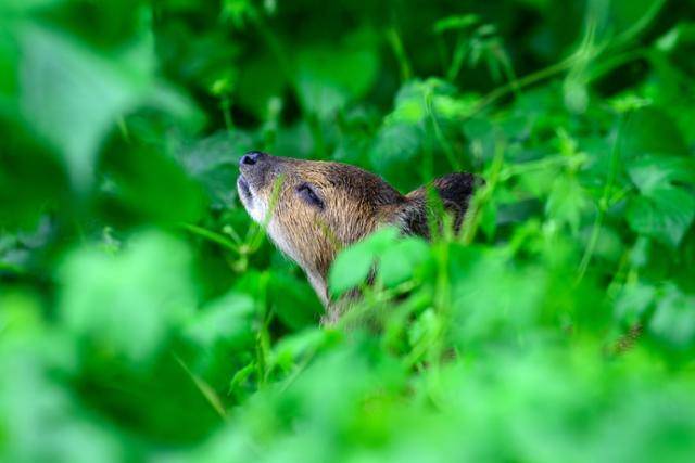 지난 7월 11일 어린 고라니가 팔현습지 환삼덩굴 지대에서 은신하고 있다.