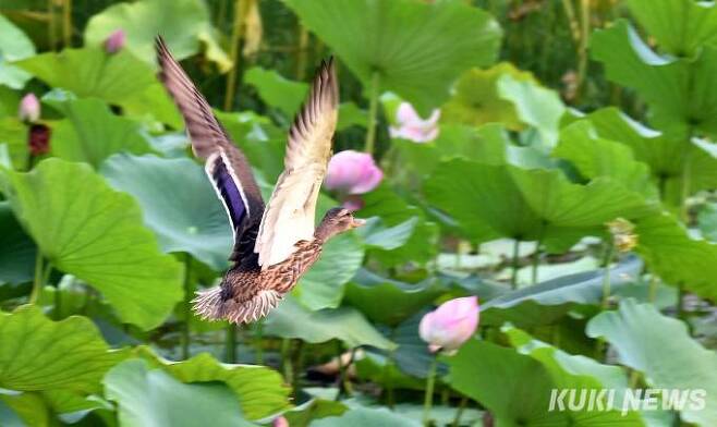 청둥오리가 동구릉 내 연지를 날고 있다.