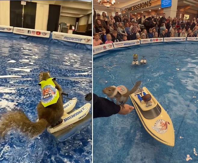 트위기들이 자선 쇼에서 묘기를 부리고 있다. / 사진=트위기