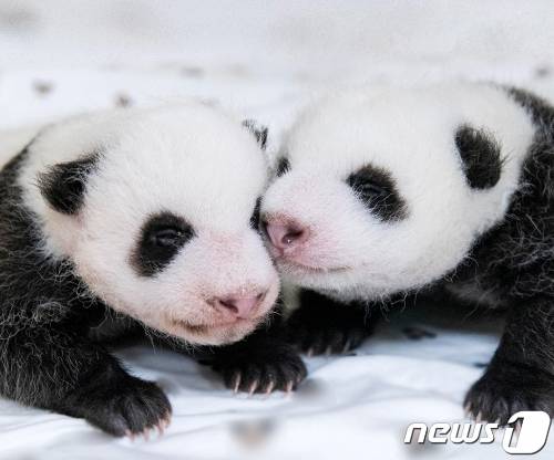 (서울=뉴스1) = 에버랜드는 지난달 태어난 쌍둥이 아기 판다의 이름을 공모한다고 24일 밝혔다. '자이언트 판다' 아이바오와 러바오 사이에서 지난 7월 7일 태어난 쌍둥이 판다는 모두 암컷들로 180g, 140g의 몸무게로 세상에 나왔다. 에버랜드는 쌍둥이 아기 판다가 100일을 맞는 10월 중순경 이름을 발표할 예정이다. (에버랜드 제공) 2023.8.24/뉴스1 Copyright (C) 뉴스1. All rights reserved. 무단 전재 및 재배포 금지.