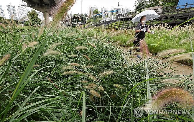 촉촉한 가을비 (서울=연합뉴스) 김인철 기자 = 15일 서울 묵동 중랑장미공원에 가을비가 내리고 있다. 2023.9.15 yatoya@yna.co.kr