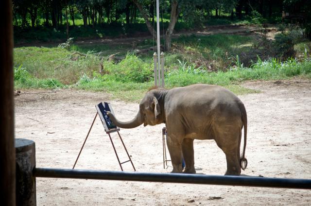 태국의 한 동물원에서 코끼리가 코로 그림을 그리고 있다. 독자 제공