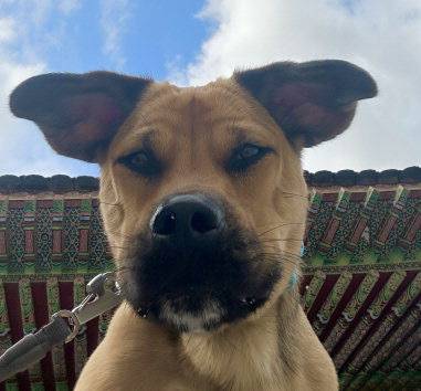 유기견 오렌지는 제주에서 흔히 볼수 있는 중대형 잡종견의 얼굴을 가지고 있다.