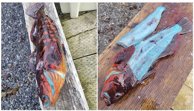 미국 알래스카에서 잡힌 속살이 파란 줄노래미의 모습 /사진=폭스뉴스 홈페이지 화면 캡처