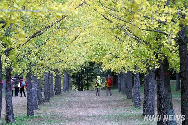 홍천 은행나무 숲 전경. (홍천군 제공)