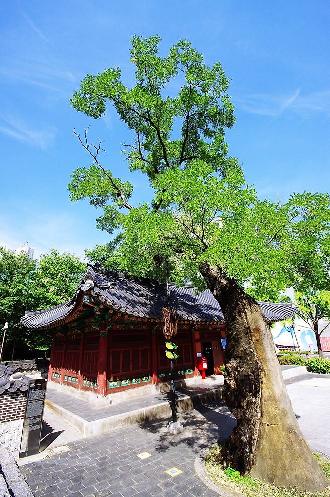 우정총국 터에 있는 회화나무 고목