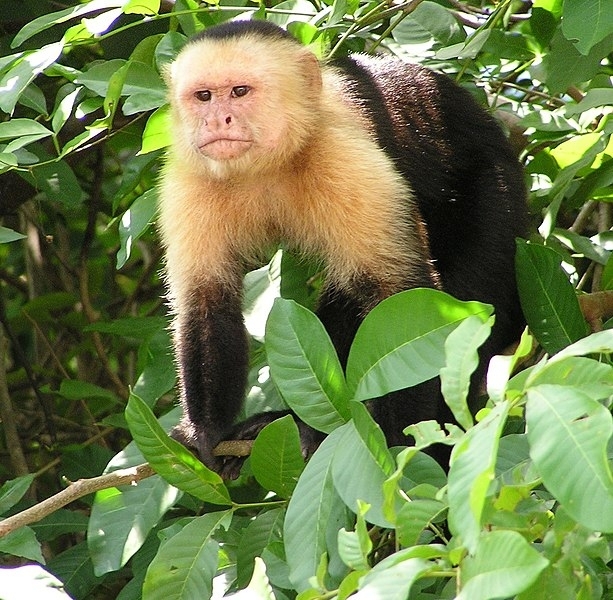 “얼마면 돼, 이제 돈으로 사겠어.” 카푸친 원숭이. 카푸친 수도회 의상 색상과 비슷해 달린 이름이다. 커피 카푸치노와 어원이 같은 셈. <저작권자=David M. Jensen (Storkk)>