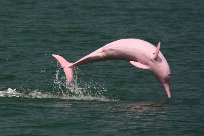 아마존강돌고래(분홍돌고래) 자료사진