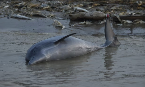 브라질 아마존강 인근에서 멸종위기종인 아마존강돌고래(분홍돌고래) 100여 마리가 집단 폐사한 채 발견됐다. 사진=가디언