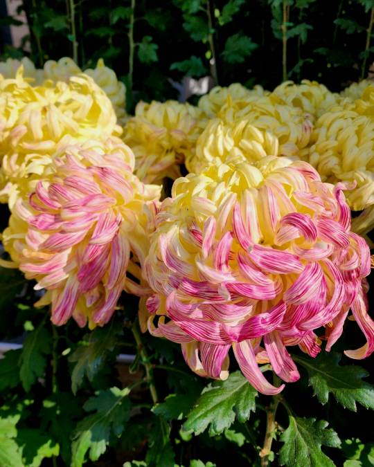 서울 종로구 광화문 인근 건물 화분에 전시된 대국. 2022년 10월 31일