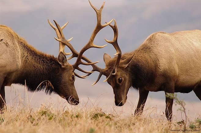 발정기를 맞아 세력다툼을 벌이는 와피티사슴이 뿔을 부딪치며 싸우고 있다. /National Wildlife Photo Contest entrant Pat Ulrich