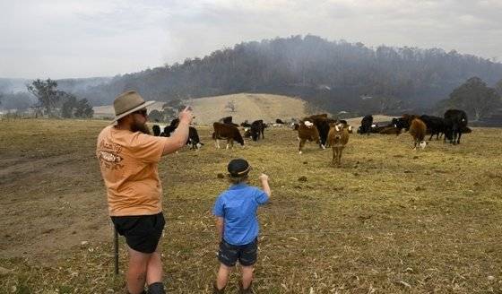 4일(현지시간) 호주 뉴사우스웨일스(NSW)주 쿨라골라이트 인근 방목장 일부가 불에 탄 가운데 농장 주인이 소 떼를 살피고 있다. EPA=연합뉴스