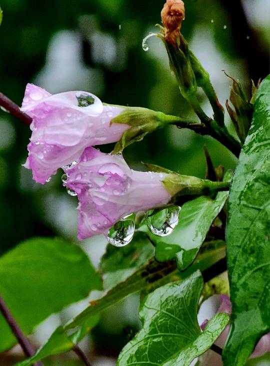 비에 젖은 꽃범의 꼬리 꽃. 9월26일 서울 마포구 한강변