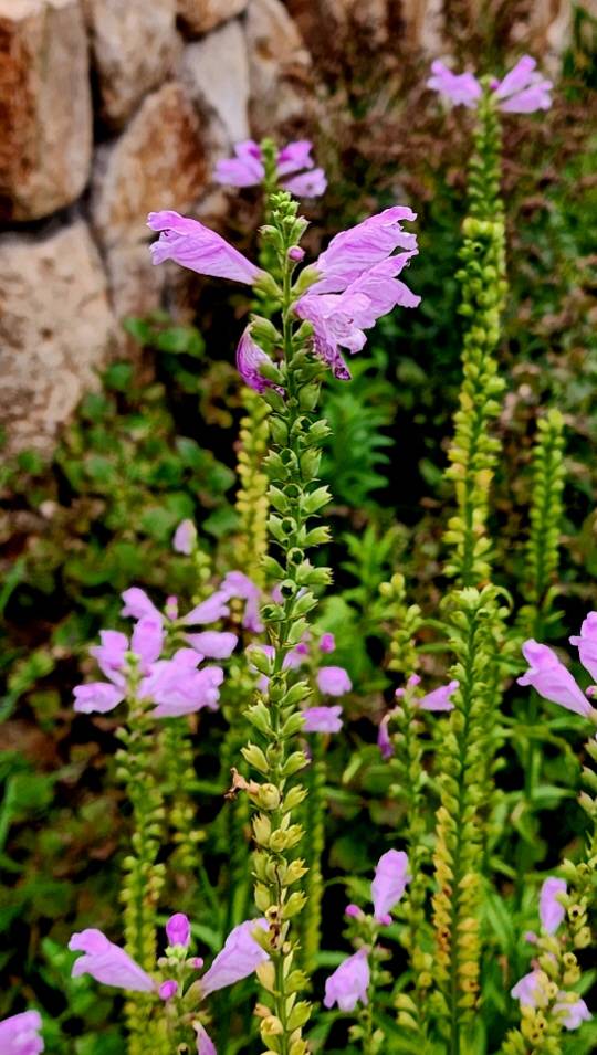 서울 중구 소공동 롯데백화점 인근 도심 화단 초가을에 피어있는 꽃범의꼬리 꽃. 10월8일 촬영
