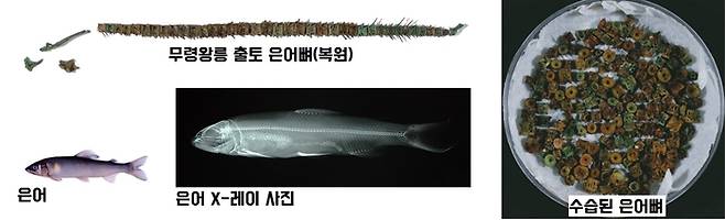 무령왕릉에서는 제사상에 올린 것으로 보이는 3마리분의 은어뼈가 확인됐다. 은어는 맛이 담백하고 비린내가 나지 않으며, 살에서 오이향 또는 수박향이 난다. 예부터 왕실 진상품이었다. |국립공주박물관 제공