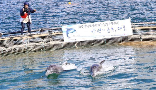 2017년 여름 남방큰돌고래 금등이와 대포는 제주 앞바다에 방류됐지만 지금까지 발견되지 않고 있다. 연합뉴스
