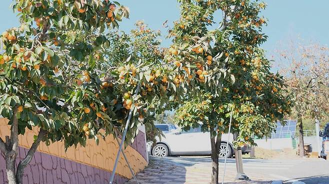 영동 감 가로수