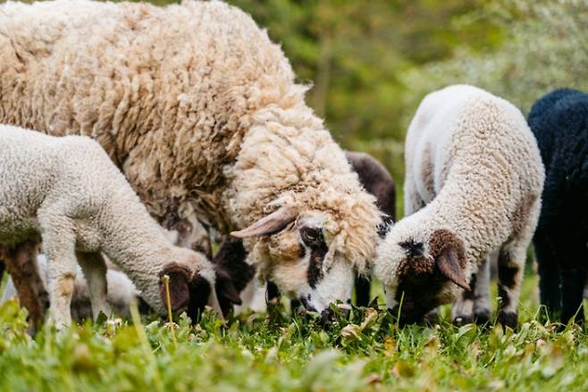 흰 양들 사이에 섞여있는 검은 양. 게티이미지뱅크 제공