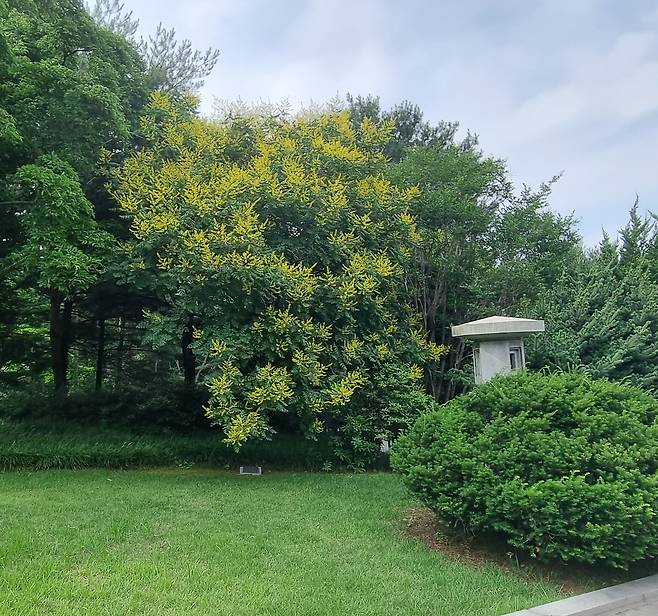 국립서울현충원 박정희 대통령 묘역의 모감주나무. 1976년 식목일에 박정희 대통령이 육영수 여사 묘소에 심었다./박상진 교수