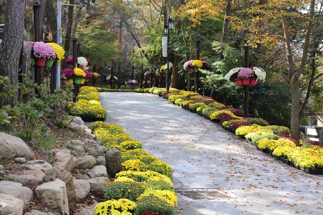 '월출산 국화축제’의 단풍과 국화. 전남 영암군