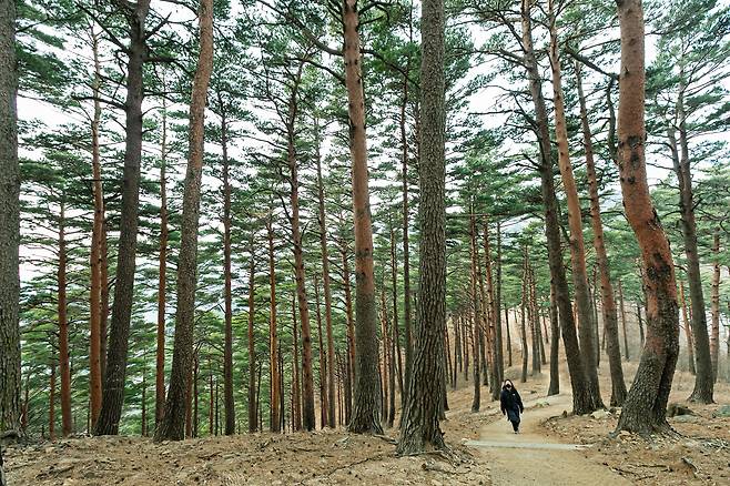 대관령의 겨울은 설경(雪景)이 전부인 줄 알았는데 '대관령 소나무 숲'을 걸으며 생각이 바뀌었다. '추운 겨울이 되고서야 소나무와 잣나무가 시들지 않는 걸 알게 된다'는 말이 생각났다. 100년을 가꾼 울창한 금강소나무 숲은 축구장 571개 규모다. /최병준 영상미디어 객원기자