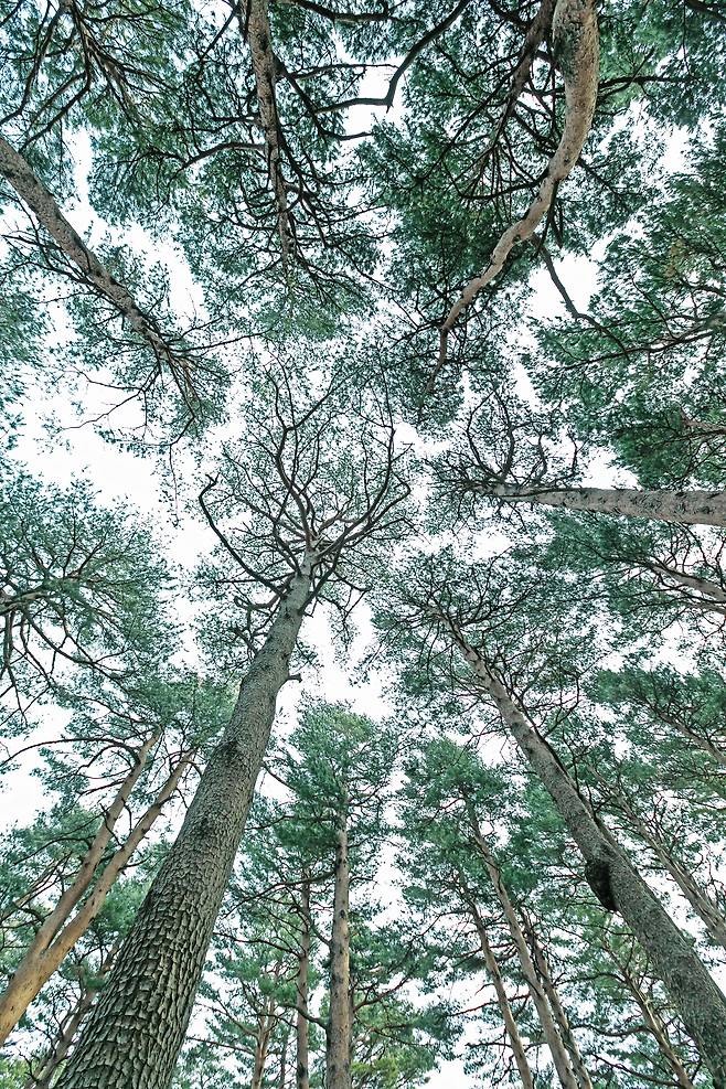 거대한 소나무 숲에 압도되는 기분이다. 계절을 잊을 만큼 푸른 소나무의 향연을 대관령 소나무 숲에서 즐겼다. /최병준 영상미디어 객원기자