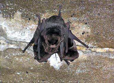 굴 벽에 거꾸로 매달려 있는 제주 박쥐. /국립생태원