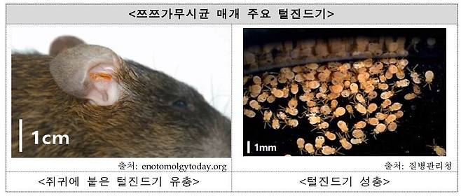 사진=질병관리청 제공