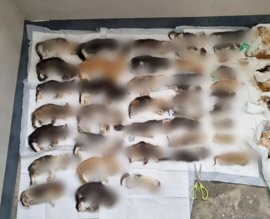 충남 천안의 한 가정집에서 고양이 사체 500여 마리가 발견됐다. 사진=동물과의 아름다운 이야기 인스타그램 캡처