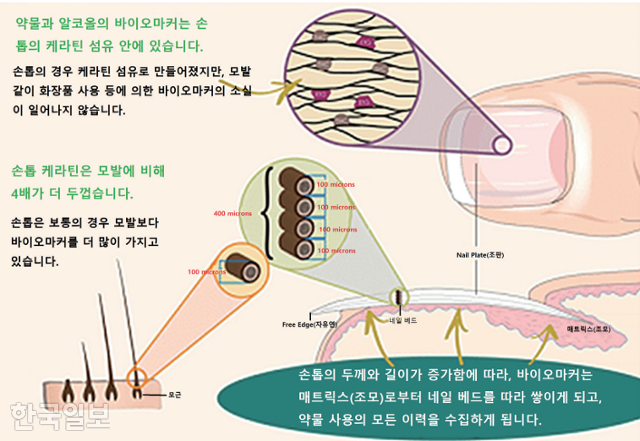 손톱이나 발톱에서 마약성분이 검출되는 원리. 국립과학수사연구원(국과수)는 3월 발간한 마약류 감정 백서에서 손발톱 안에 있는 케라틴 성분이 약물 성분을 저장하는 '바이오마커' 역할을 한다고 설명했다. 국립과학수사연구원 제공