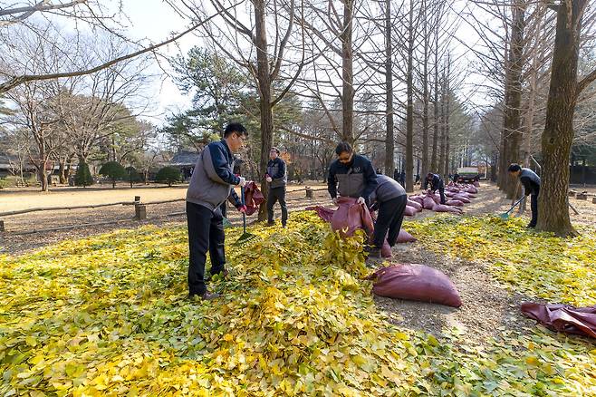 남이섬 수재원 관광조경팀 직원들이 은행잎 포대를 남이섬 송파은행나무길에 뿌리고 있다. ⓒ시사IN 박미소