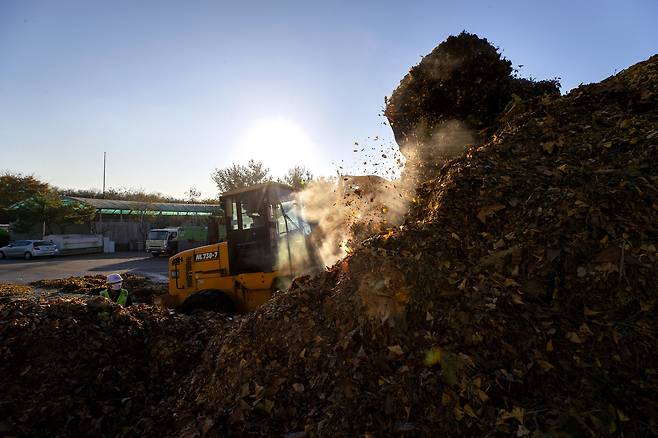 하루에 들어오는 낙엽 양은 약 5t이다. 선별된 쓰레기 양은 75L 종량제 봉투 7개로, 약 70㎏이다. 낙엽철인 10월부터 11월 중순까지 소속 직원들은 무단 투기 단속 등 본업무 이외에 낙엽에서 쓰레기를 분류하는 추가 업무를 한다. 쓰레기를 가려낸 낙엽은 농가에 퇴비로 무상 제공된다. ⓒ시사IN 박미소