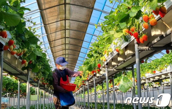 경북 포항시 북구 흥해읍 한 딸기체험농장에서 딸기를 수확하고 있다.(기사와 사진은 관계없음) 2022.1.12/뉴스1 ⓒ News1 최창호 기자